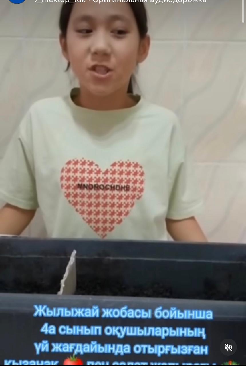 Жылыжай жобасы бойынша 4 «А» сынып оқушыларының үй жағдайында отырғызған қызанақ пен салат жапырағы.